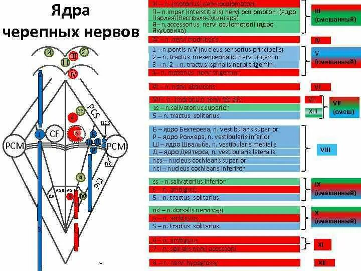 Ромбовидная ямка черепные нервы. Проекция ядер ЧМН на ромбовидную ямку схема. Ядра черепных нервов схема. Ромбовидная ямка ЧМН. Расположение ядер 8 пары ЧМН.