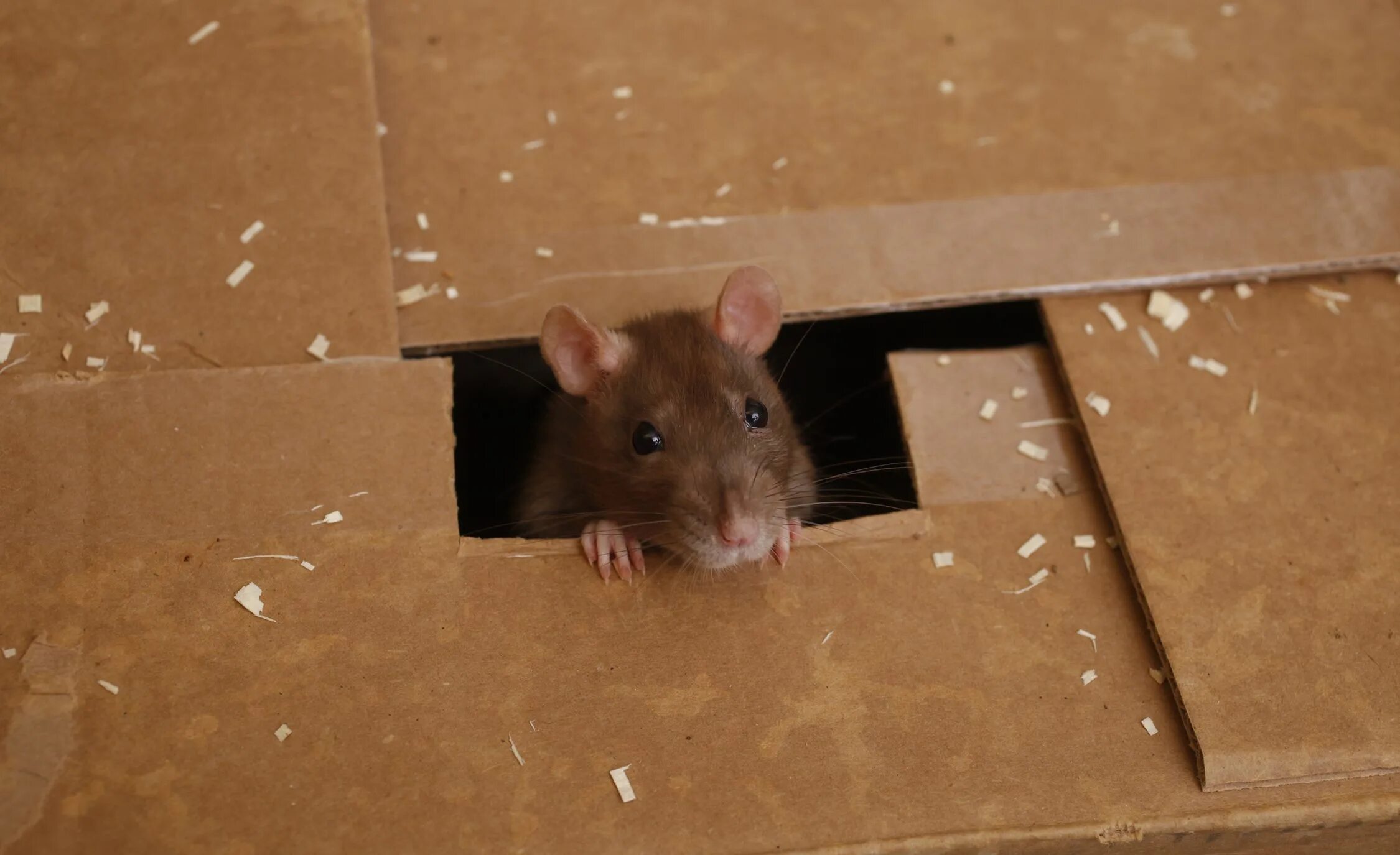 Мышь в коробке. Крыска в коробке.