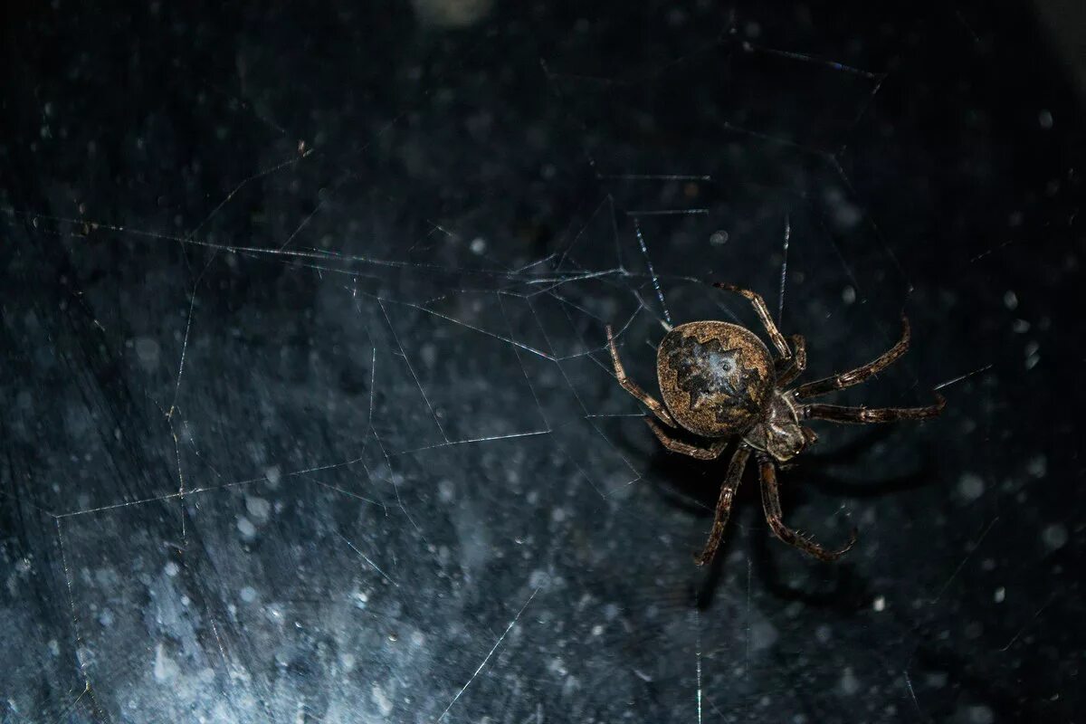 Увидеть паука ночью. Ночные пауки. Паук ночью. Ночные пауки в России. Большие пауки ночью.
