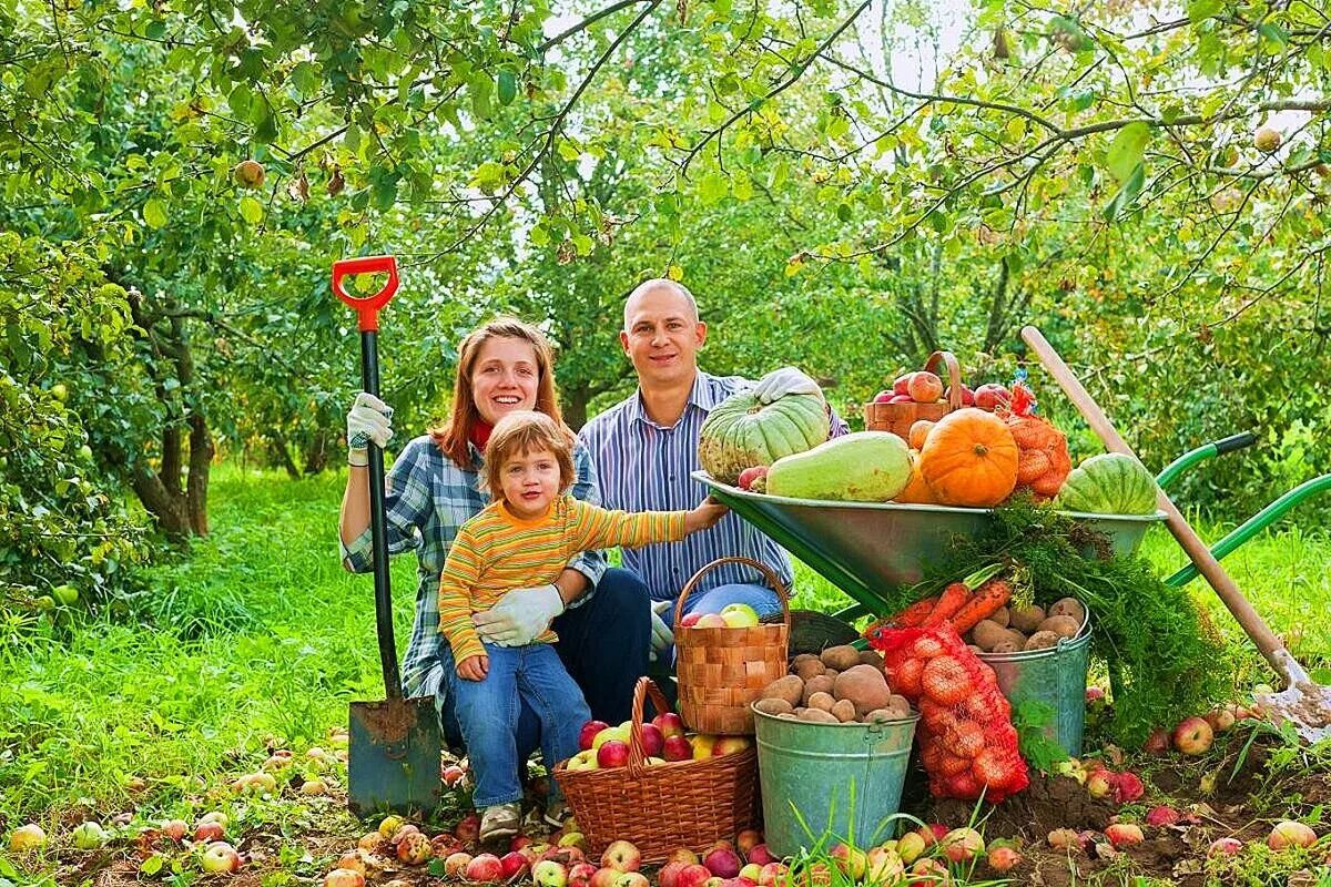 Осенние работы в семье. Работы в саду осенью. Уборка осенних листьев. Высадка деревьев осень. Гардемакс биоудобрение.
