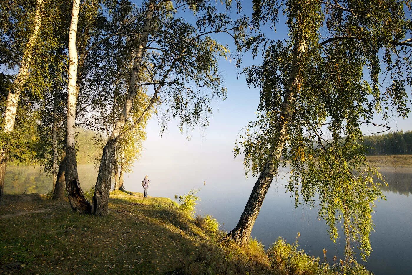 Березы России. Рассвет березы. Русские Березки. Береза на Руси. Русские на природе часть