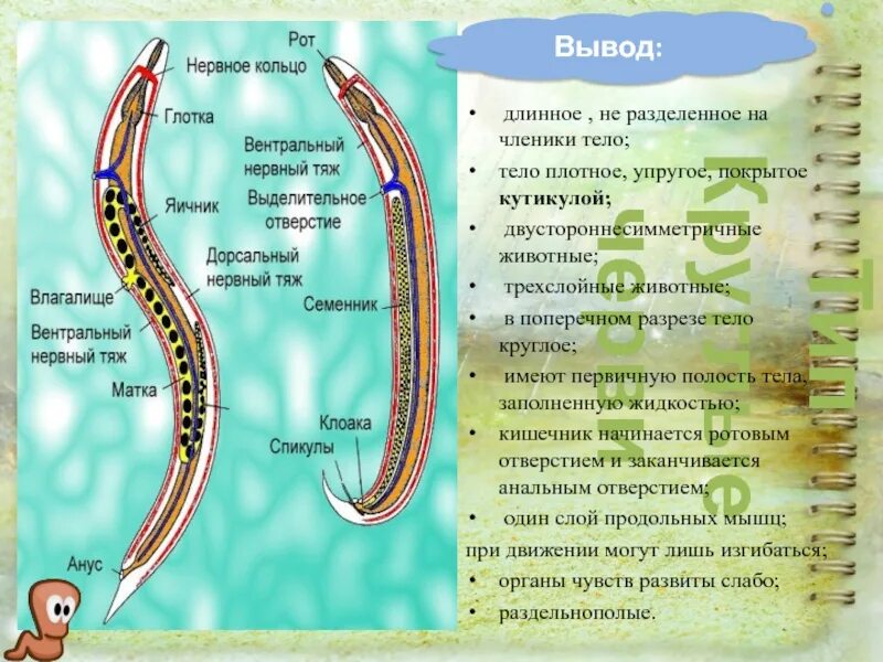 Сегментированные черви. Выделительная система круглых червей 7 класс. Тело круглых червей. Раздельнополость у круглых червей.