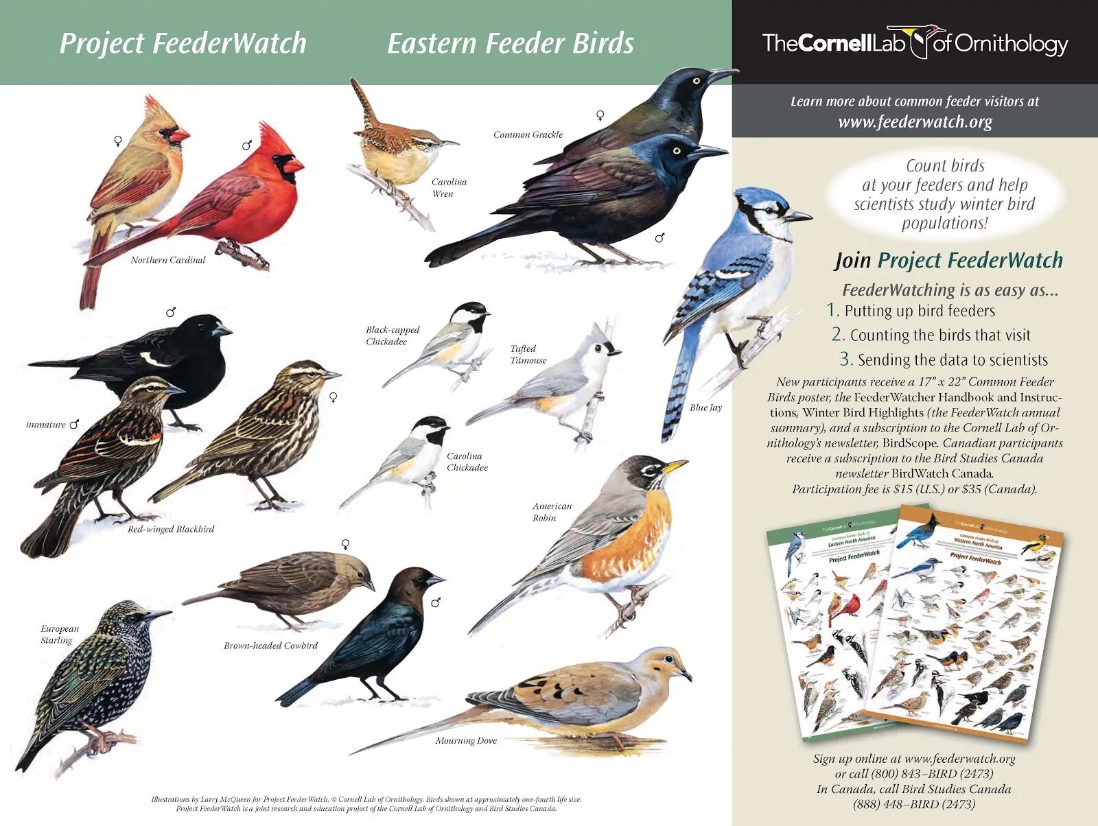 Постер птицы. Декоративные птицы плакат. Орнитология наука о птицах. Common Birds. Birds депозит