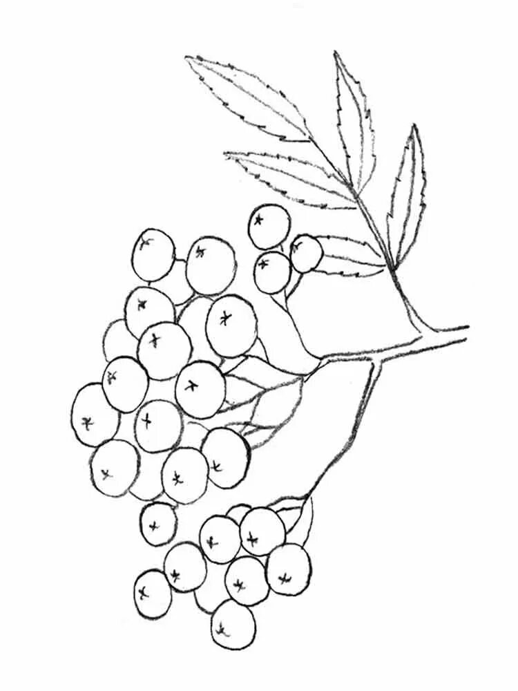 Раскраска рябина дерево. Веточка рябины трафарет. Гроздь рябины раскраска для детей. Ветка рябины шаблон для рисования. Веточка рябины рисование.