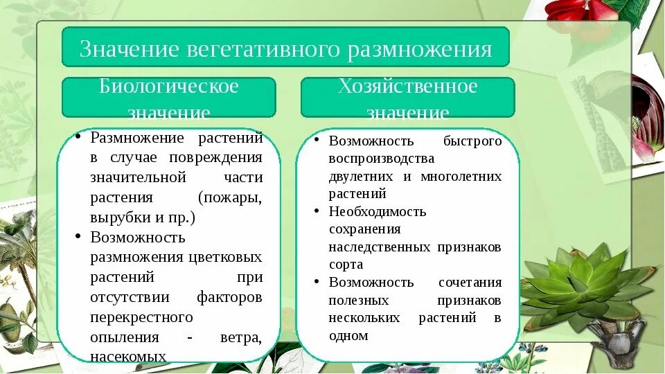 5 форм вегетативного. Типы вегетативного размножения растений 6 класс. Бесполое и вегетативное размножение таблица. Бесполое вегетативное размножение растений. Способы вегетативного размножения растений с примерами растений.