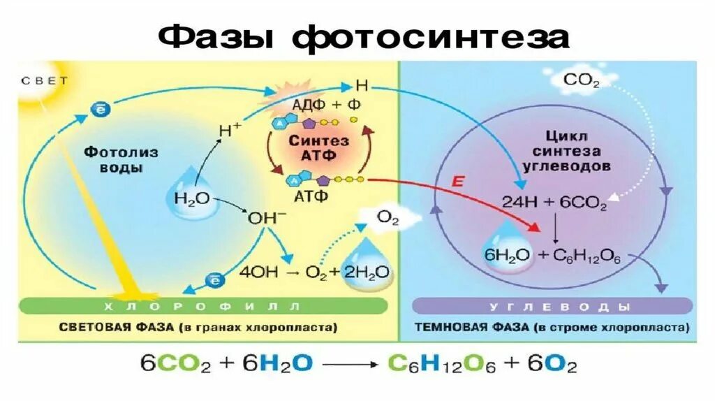 Темновая фаза продукты. Световая фаза фотосинтеза схема. Фотосинтез порядок схема. Схема световой фазы фотосинтеза 10 класс. Этапы фотосинтеза схема.