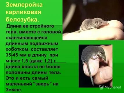 Зверек землеройка за сутки съел 12 г