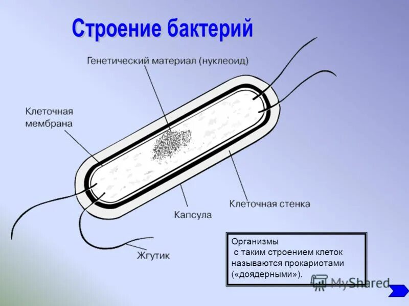 Бактериальную клетку называют