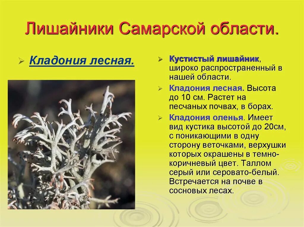 Лишайник это растение или нет. Лишайник кладония Лесная. Лишайник кладония описание. Кладония трубчатая. Олений лишайник (кладония)..