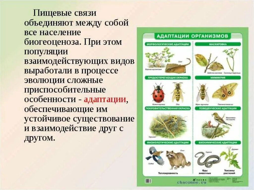 Пищевые связи. Пищевые связи это в биологии. Функции пищевых связей. Характеристика пищевых связей. Пищевые связи в экосистеме презентация