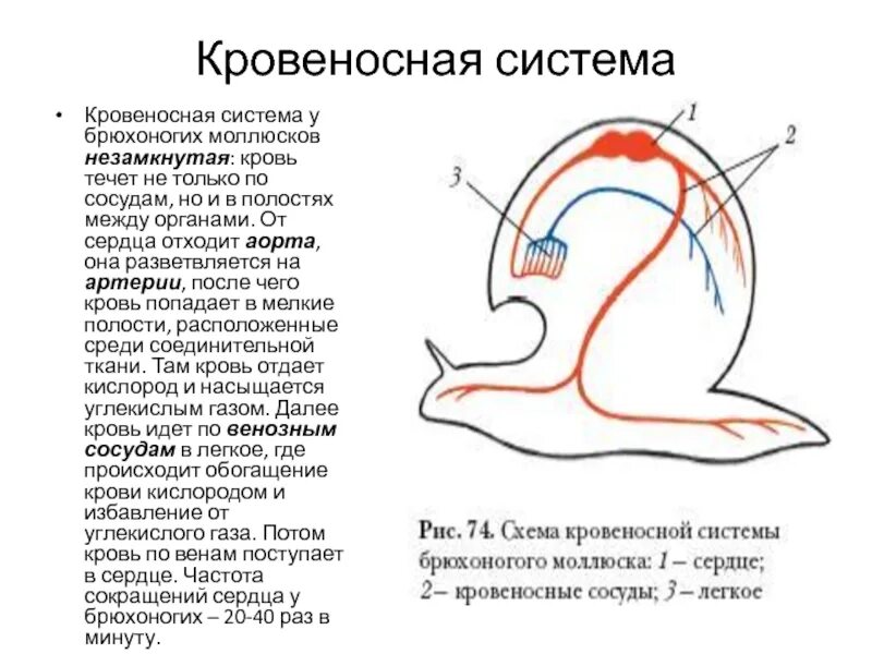 Брюхоногие моллюски кровеносная система. Кровеносная система моллюсков лакуны. Кровеносная система брюхоногих моллюсков. Незамкнутая кровеносная система у моллюсков. Сердце брюхоногих