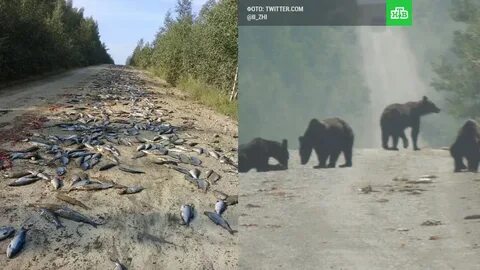 Медведь в хабаровском