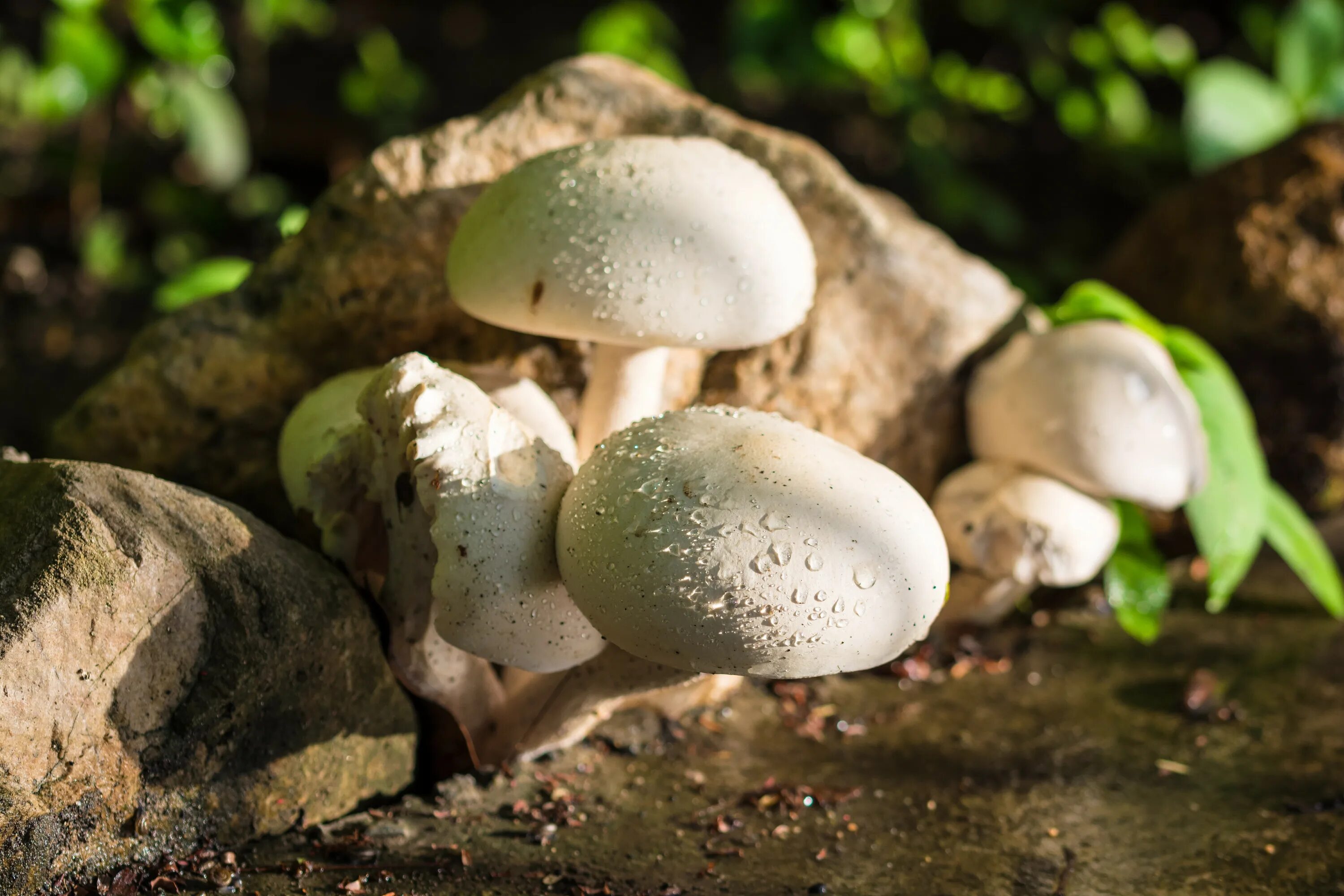 Природные грибы. Грибов в природе. Грибы макро. Белый гриб в природе