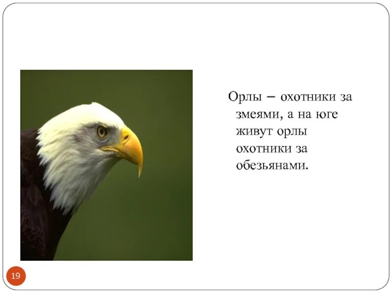 Стихотворение про орлов. Текст про орла. Энциклопедия Орел. Доклад про орла. Предложение про орла.