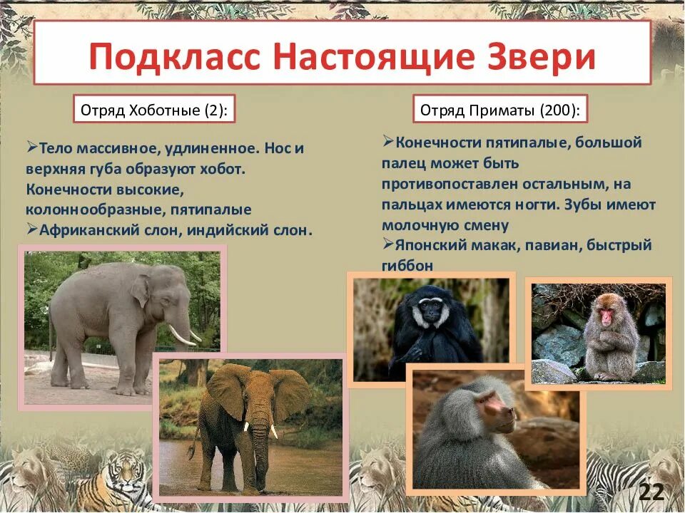 Представители высших животных