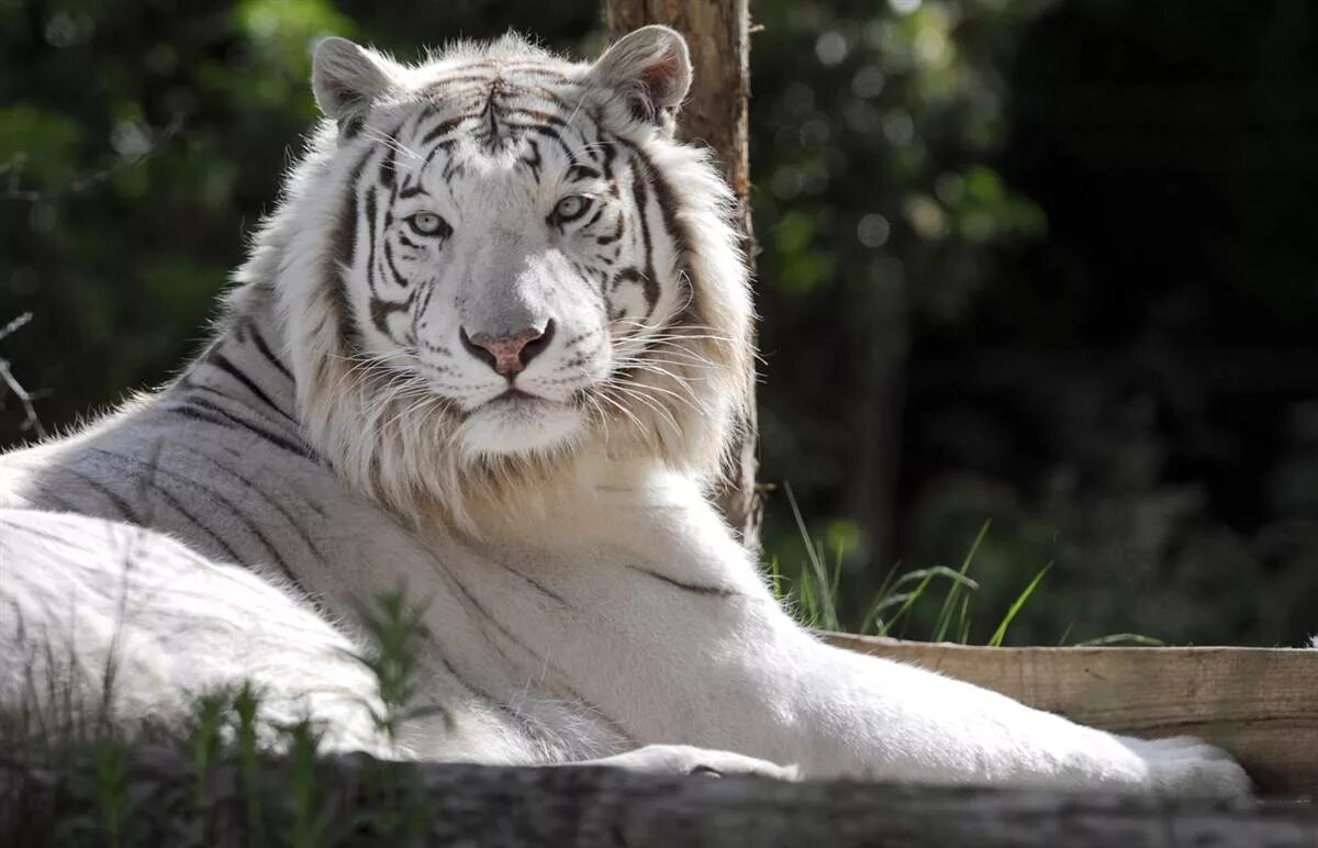Какой тигр белый. Бенгальский тигр альбинос. Амурский тигр белый. Амурский тигр альбинос. Белый тигр альбинос.