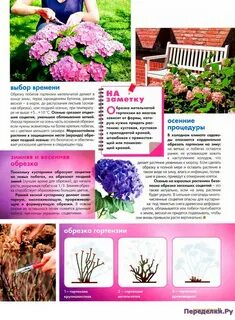 Гортензии метельчатая уход обрезка