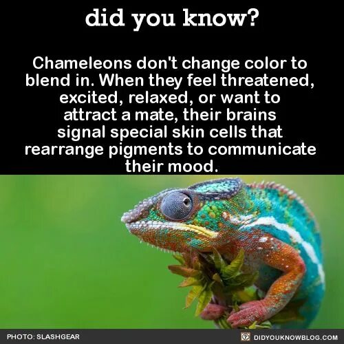 Дон хамелеон. Хамелеон переводчик. Chameleons don’t change Colour. Хамелеон зомби.