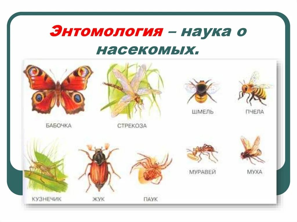 Энтомология наука о насекомых. Насекомые картинки для детей с названиями. Виды насекомых картинки. Виды насекомых для детей. Пчела и бабочка текст