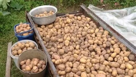 Какую картошку оставлять на семена