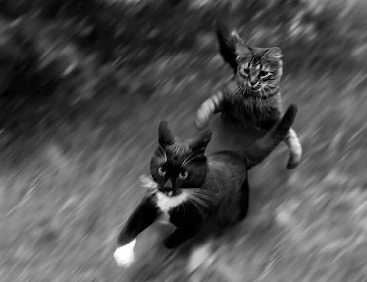 Догоню убью. Коты бегут. Кошка бегает. Кот удирает. Котенок бежит.