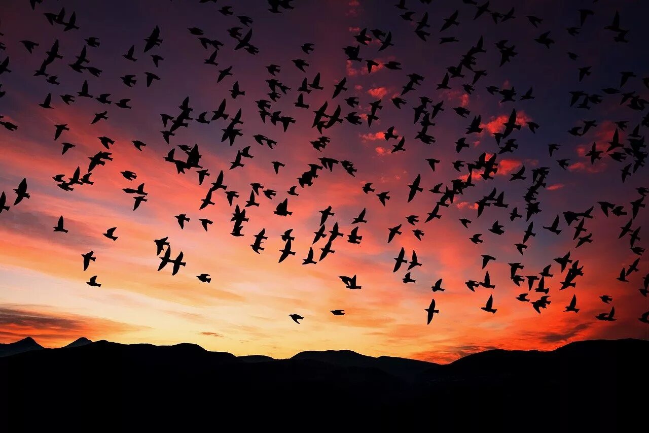 Летящие красивые птицы летящие. Птицы в небе. Стая птиц. Птицы улетают. Птицы летающие стаями.