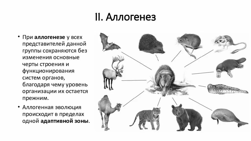 Выберите предложения в которых охарактеризованы идиоадаптации. Аллогенез. Аллогенез и идиоадаптация. Идиоадаптация аллогенез примеры. Макроэволюция.