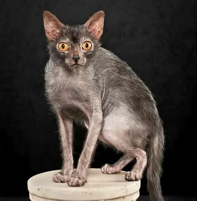 Коты Ликои. Ликои рекс. Порода кошек Ликой. Ликой (Lykoi) кошка оборотень
