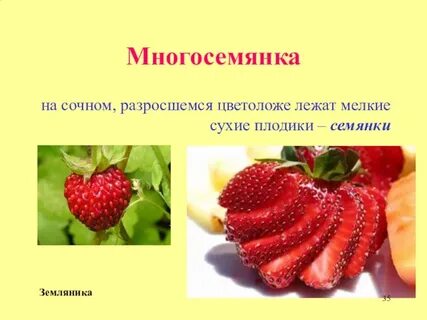Земляника имя существительное