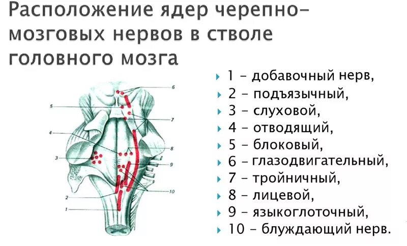 Ядра черепных нервов головного мозга. Расположение ядер черепных нервов схема. Расположение ядер черепных нервов. Ядра 9-12 пар черепных нервов. Схема расположения ядер черепно мозговых нервов.