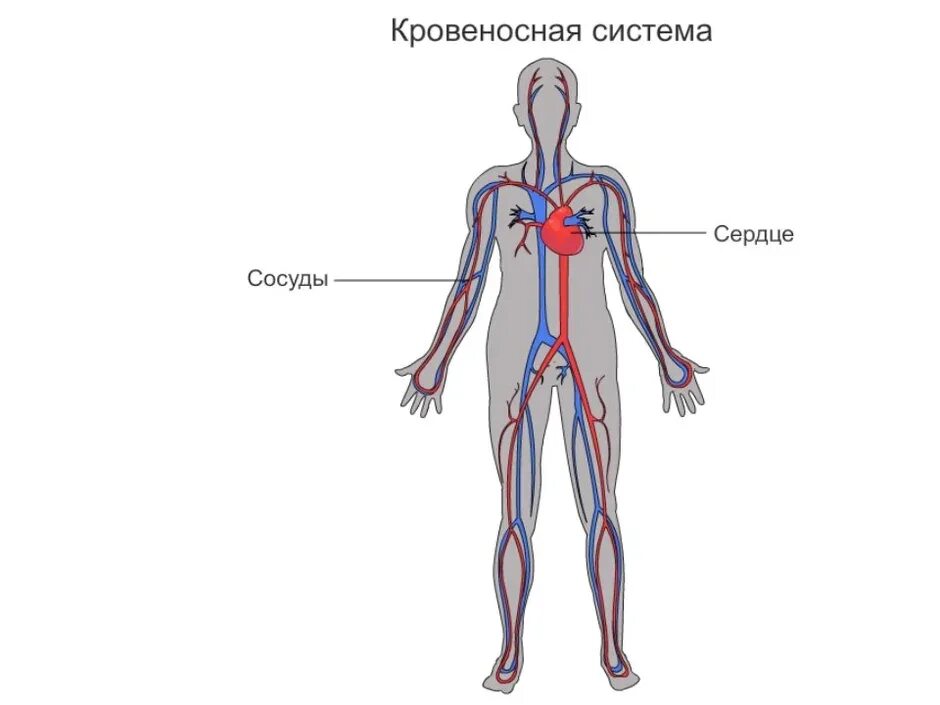 Кровеносная система и нервная система 3. Кровеносная система человека 3 класс окружающий мир схема. кровеносная система человека схема 3 класс. кровеносная система 3 класс окружающий. кровеносная система человека схема 4 класс.