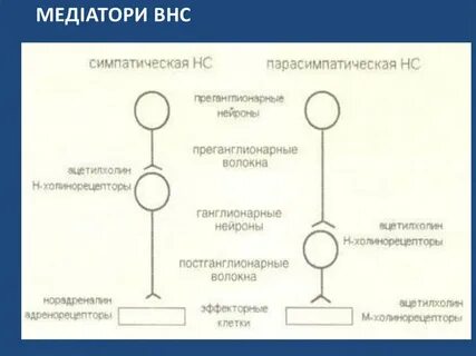 Медиатором постганглионарных волокон парасимпатической нервной системы является