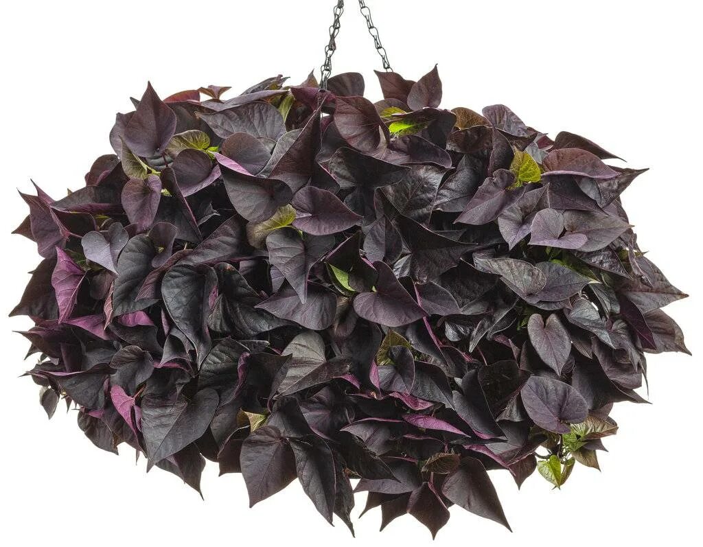 Ипомея floramia black. Батат комнатный цветок. Растение ипомея батат. Батат комнатный цветок. Растение ипомея батат.