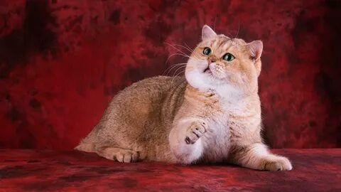 Золото британский кот