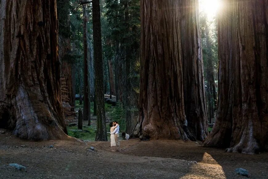 Hard times at sequoia state park. Redwood national park river. shawn sequoia national park. 3.sequoia national park. свадьба в парке секвойя.