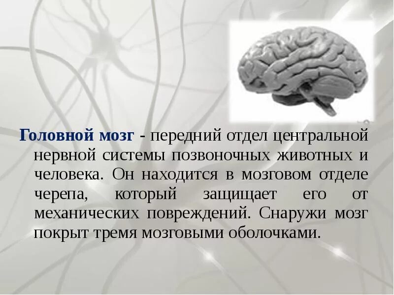 Функции переднего мозга человека. Передний отдел головного мозга. функции головного мозга животных. функции переднего головного мозга. головной мозг передний мозг.