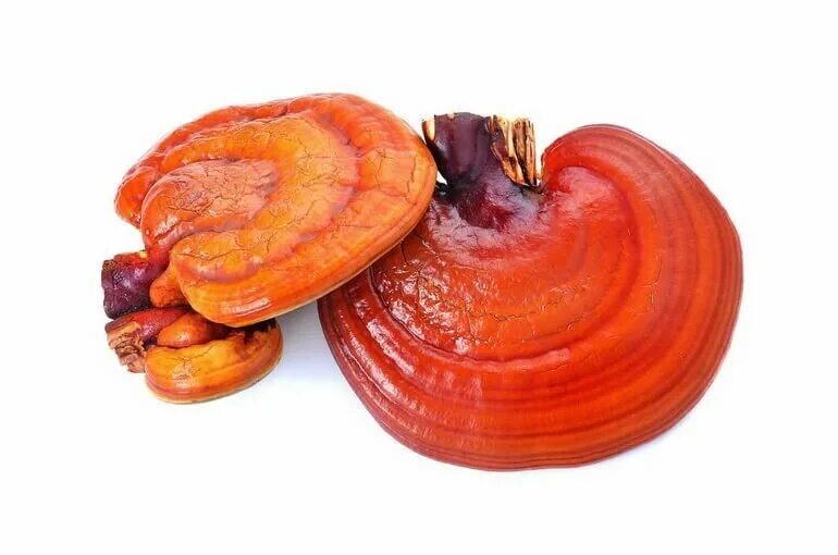 Рейши сколько. Трутовик лакированный ganoderma lucidum. рейши (трутовик лакированный). гриб рейши гриб рейши. ганодерма блестящая.