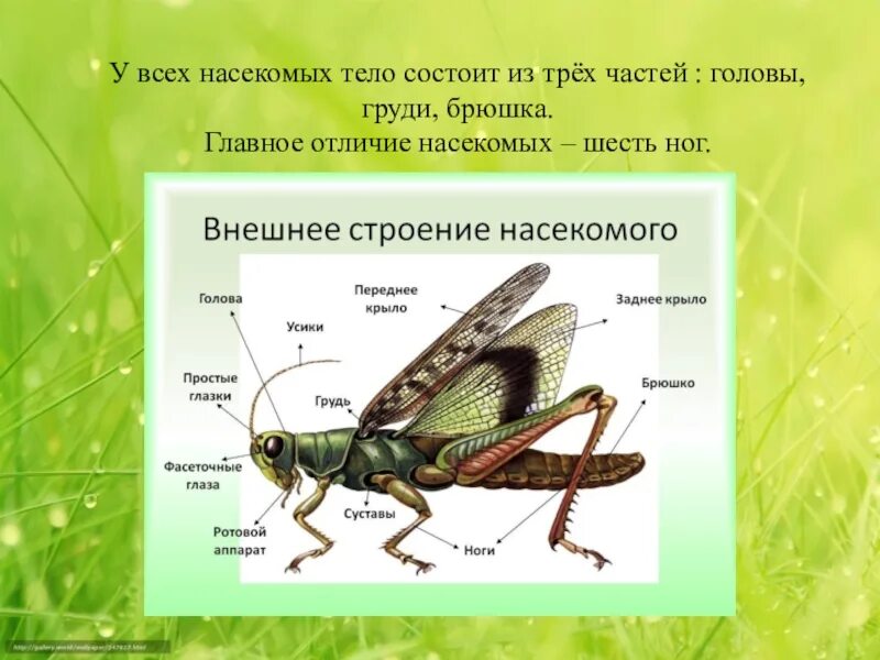 Главные признаки насекомых рисунок