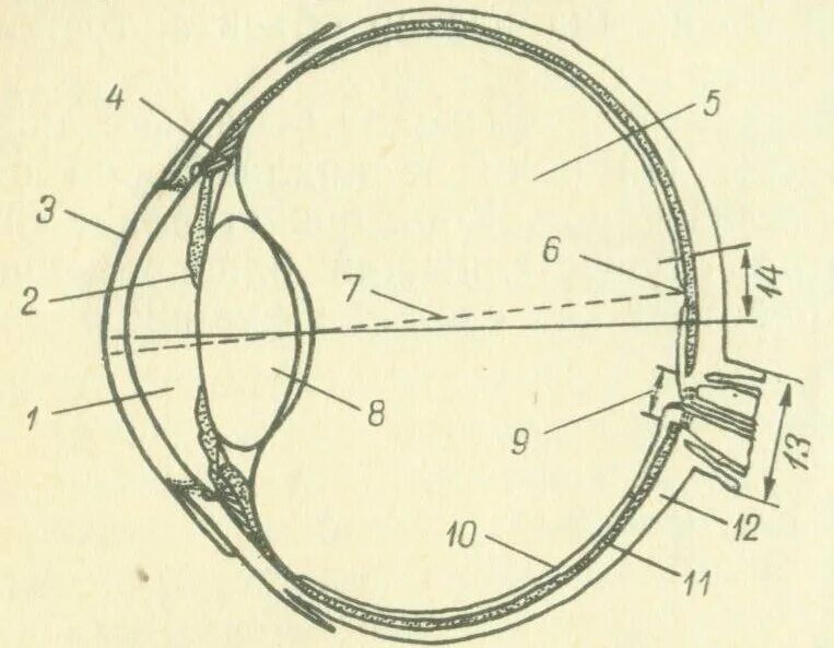 Глаз окружение. Схема глазного яблока 8 класс биология. Строение глаза человека схема без подписей. Строение глаза. Строение глаза человека схема.