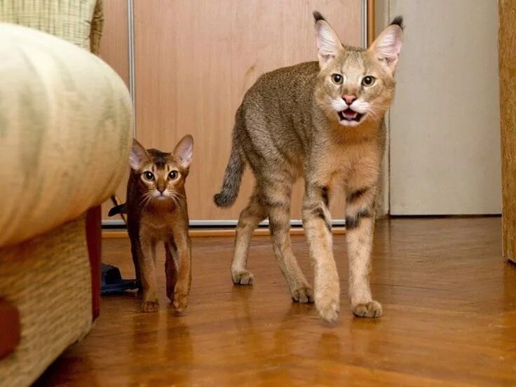 Free Images : animal, pet, fur, kitten, sitting, window sill, whiskers, animals,