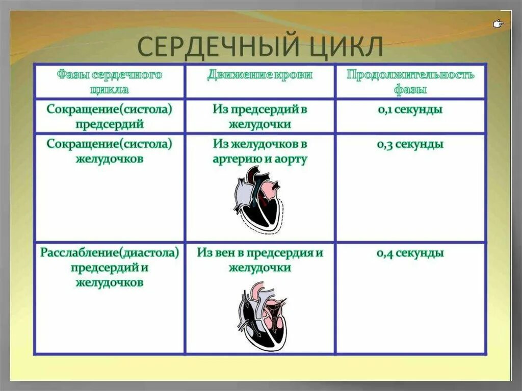 Систола желудочков длится дольше систолы предсердий. Сокращение (систола) предсердий фазы. Сердечный цикл. Длительность систолы предсердий. Сокращение (систола) предсердий.