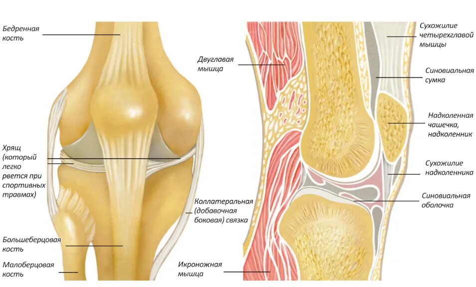 Связки тела. Строение коленного сустава сзади. Связки надколенника коленного сустава. Надколенник с суставом анатомия. Связочный аппарат надколенника.
