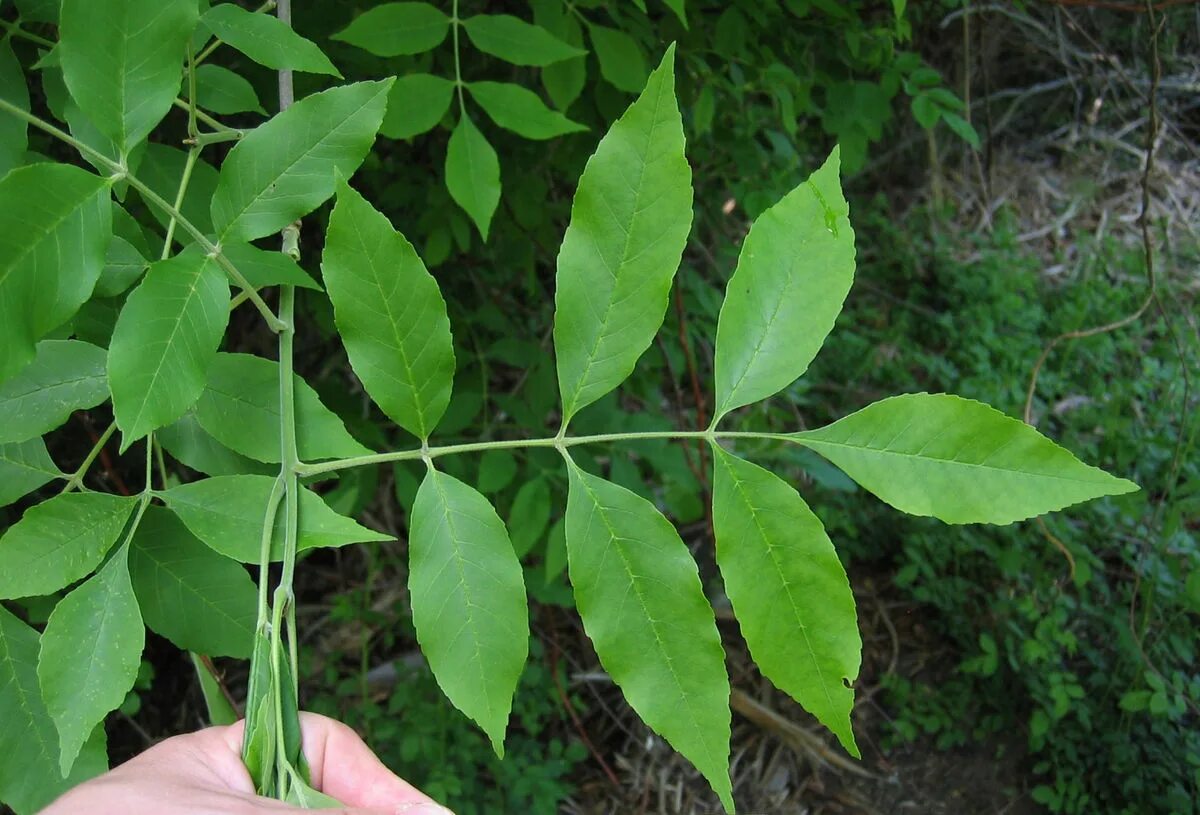 Файл:Fraxinus pennsylvanica leaf.jpg - Википедия