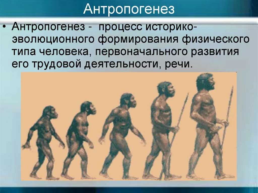 Антропогенез. Антропогенез человека. Антропогенез это процесс историко-эволюционного. Эволюция человека Антропогенез. Процесс историко эволюционного становления человека как