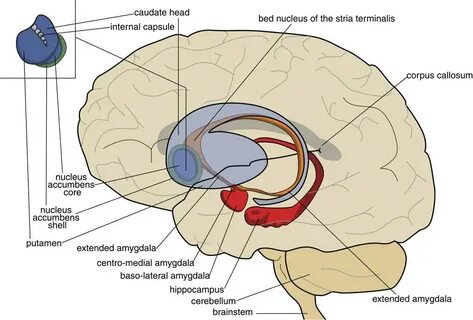 Internal core