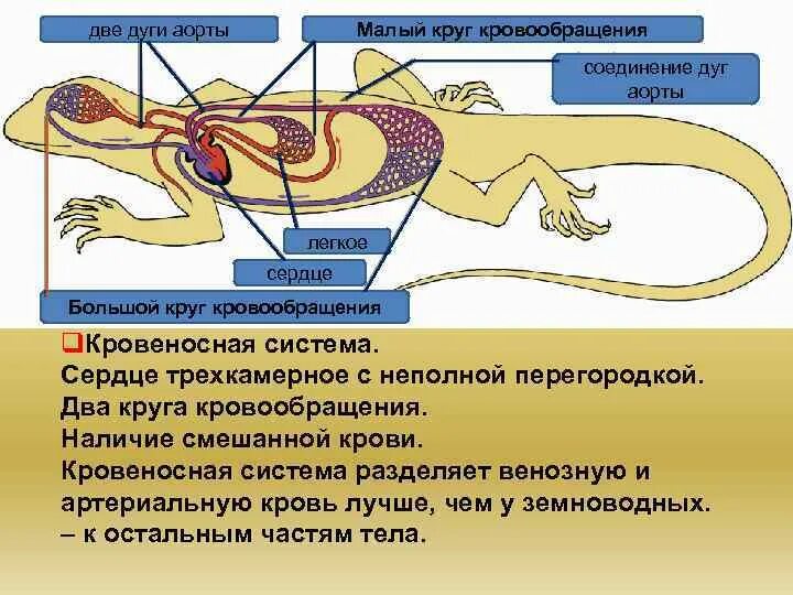 Большой круг кровообращения рептилий. Кровеносная система пресмыкающихся 7 класс биология. Кровеносная система у пресмыкающиеся и рептилии. Кровеносная система пресмыкающихся схема биология 7 класс. Большой круг кровообращения у пресмыкающихся.