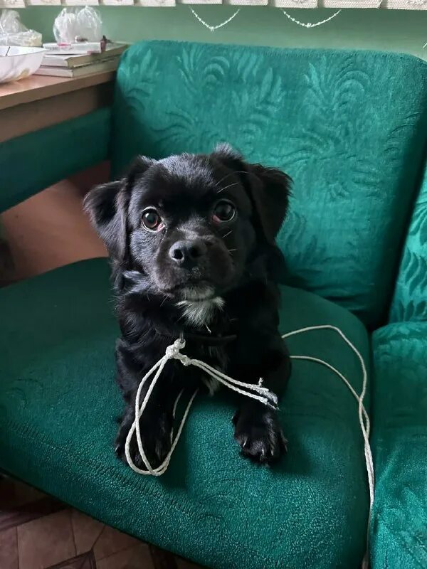 рахит у немецкой овчарки. собака на улице. картинки с юморным текстом. парк ленина найдена собака. потеряшки брянская область.