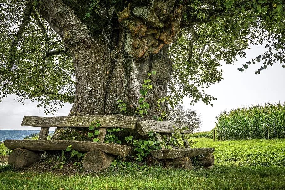 It is old tree