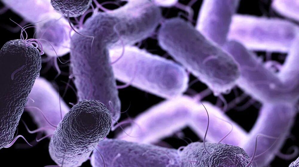 Внутриклеточные бактерии. Возбудители инфекционных заболеваний вирусы и бактерии. Роль макроорганизма в инфекционном процессе. Роль микроорганизмов в возникновении инфекции. Пути бактерия.