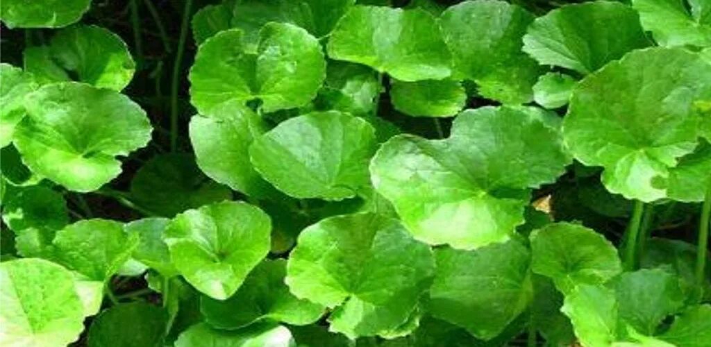 Центелла азиатская centella asiatica. Центелла азиатская экстракт. Центелла азиатская centella asiatica. Индийский щитолистник. Готу кола центелла азиатская трава.